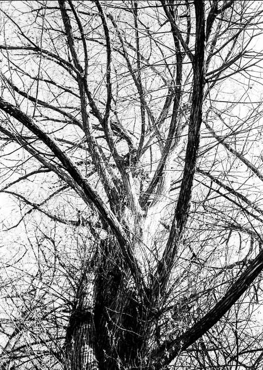 Orden Natural