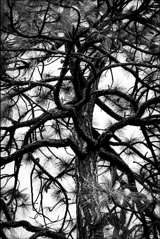 Quietud Eterna